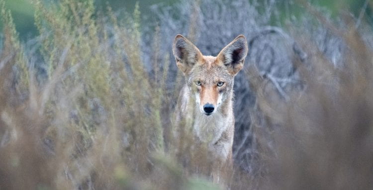 The UCI Ecological Preserve is also home to such mammals as this curious coyote.