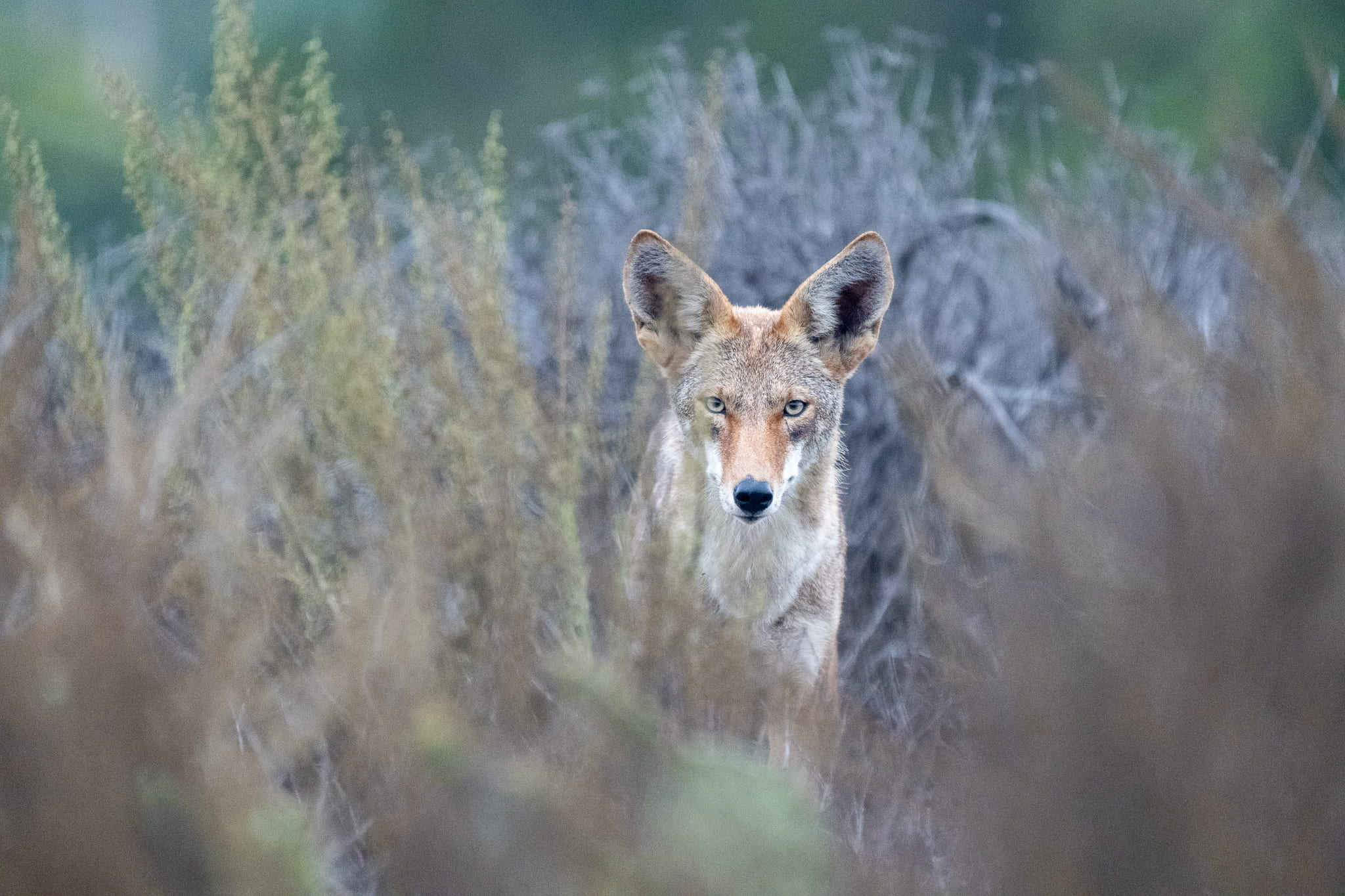 The UCI Ecological Preserve is also home to such mammals as this curious coyote.