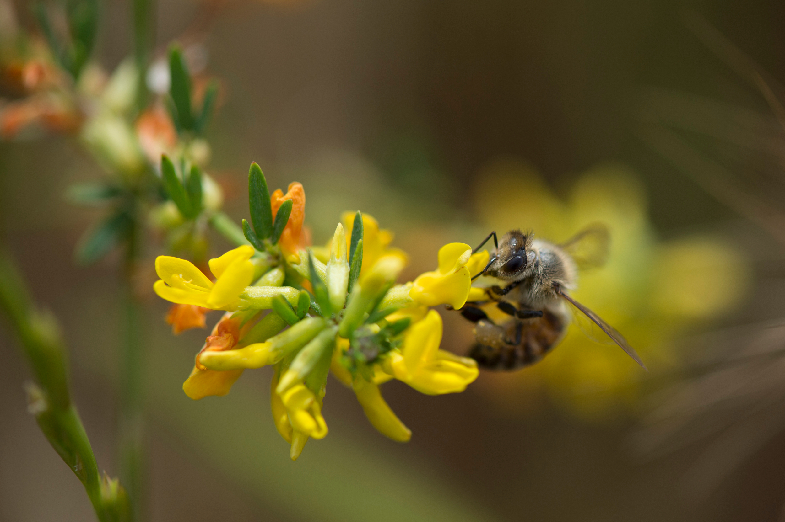A bee harvests nectar from some flowering coastal deerweed at the UCI Ecological Preserve.