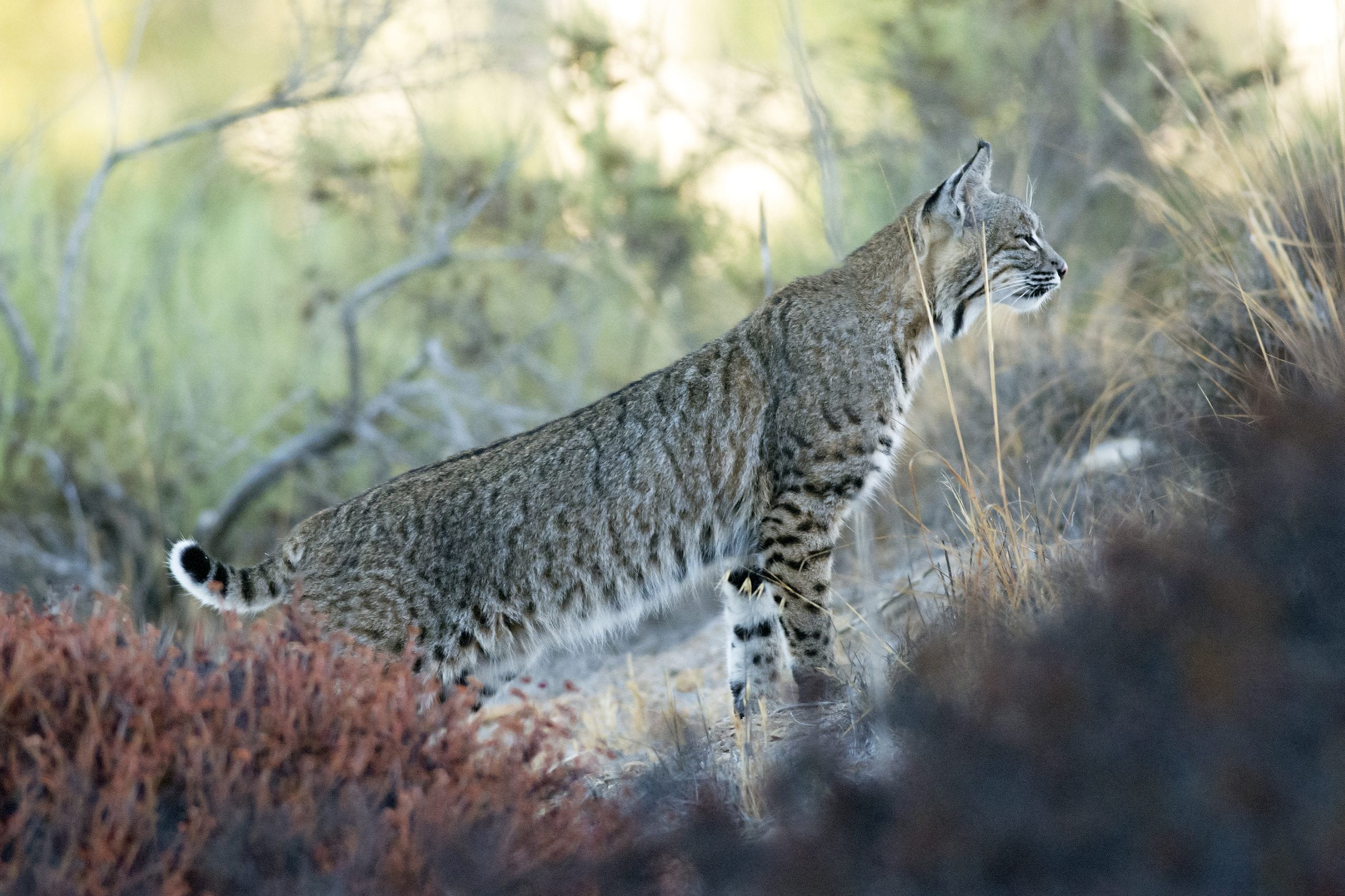 Bobcats are occasionally spotted at the preserve, which features three meandering trails.