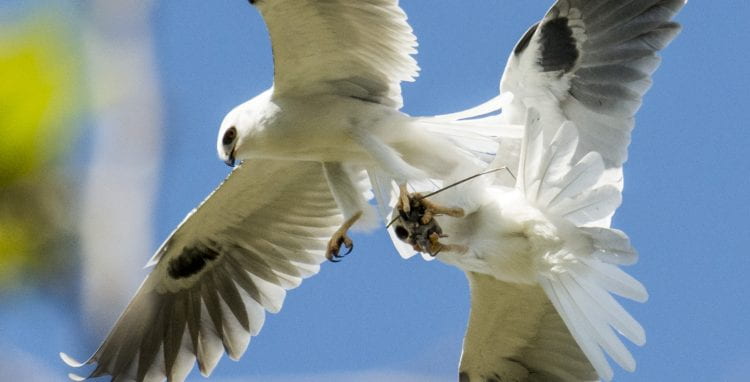 White-tailed kites interact in midair at the UCI Ecological Preserve.