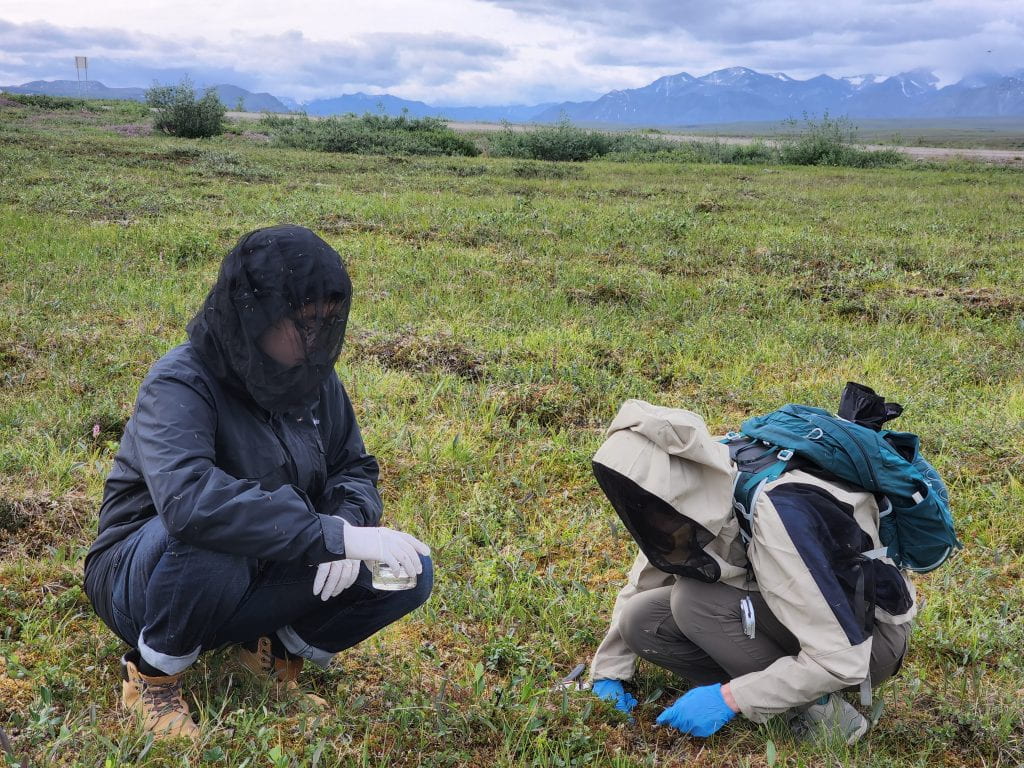 UC Irvine Earth system scientists Hui Wang (left) and Allison Welch collect Arctic vegetation samples on tussock tundra of the North Slope in Alaska.
