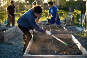 UCI senior Nicholas Leflohic rakes soil in a community garden on campus. Further integrating student life with educational experiences is a goal of the university's new strategic plan, as is developing a national model for how to live responsibly and well in the 21st century. Steve Zylius / UCI