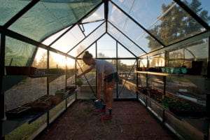 Senior Brianna Doyle waters greenhouse inhabitants in Arroyo Vista's "Ants in Your Plants" community garden. Steve Zylius / UCI