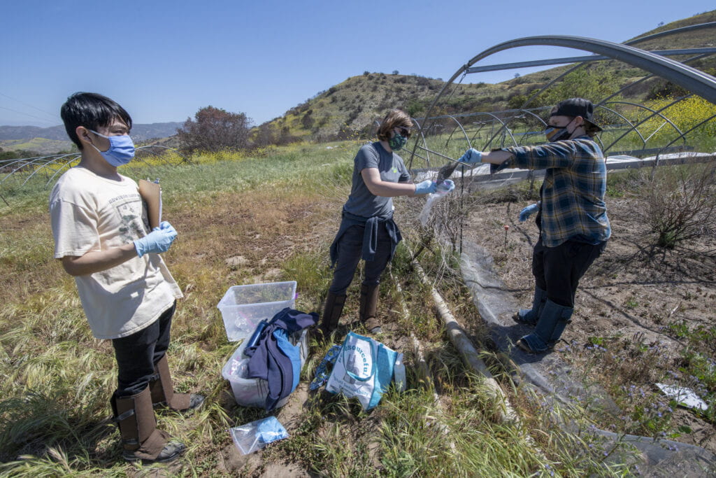 Postdoc Bri Finley (black cap), grad student Andie Nugent, and 4th year undergrad Brian Chung gather samples from UCI's facility at the Irvine Ranch Conservancy at Loma Ridge for testing.