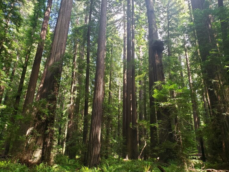 Florestas de sequoias como esta no condado de Humboldt, na Califórnia, são componentes-chave dos esforços de mitigação das mudanças climáticas do estado. Foto: Shane Coffield / UCI